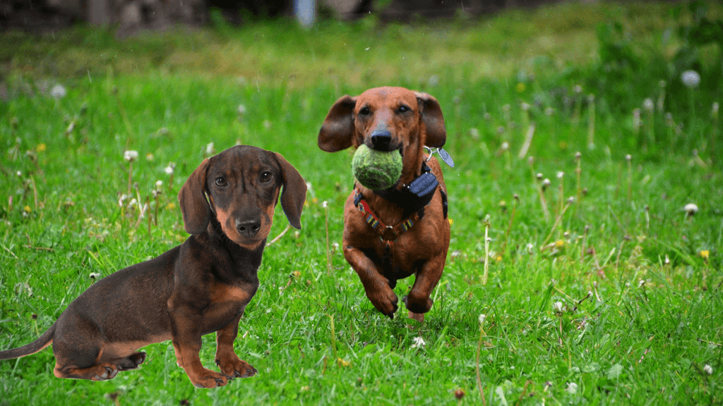 Dachsund