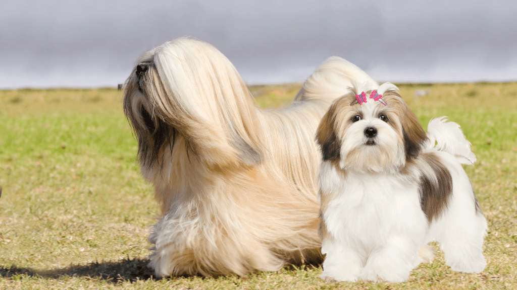Lhasa Apsos