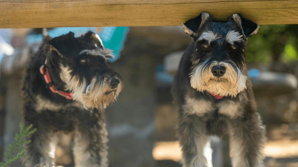 Miniature Schnauzers