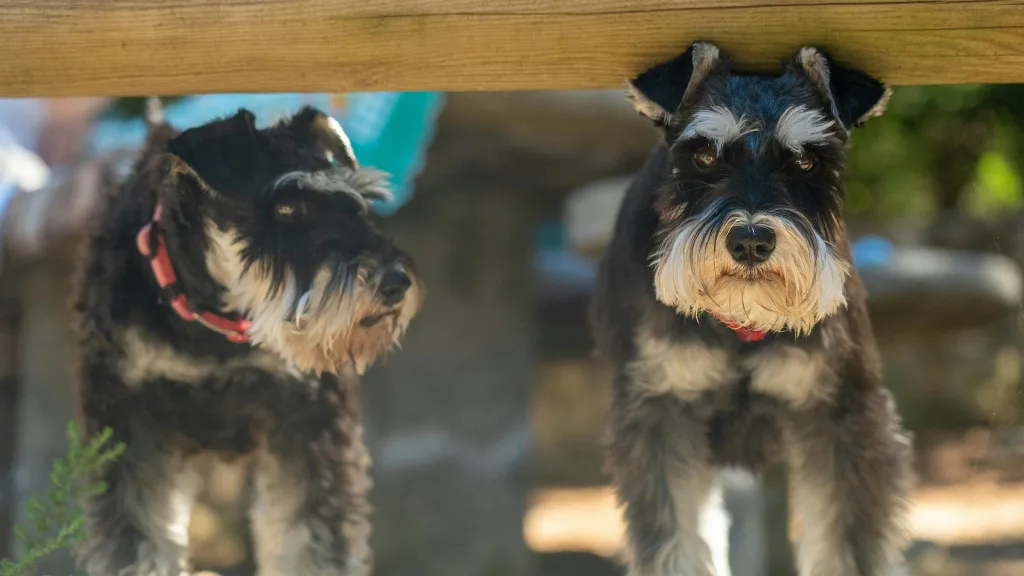 Miniature Schnauzers 