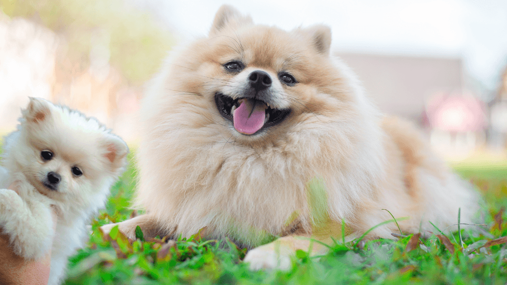 Pomeranians