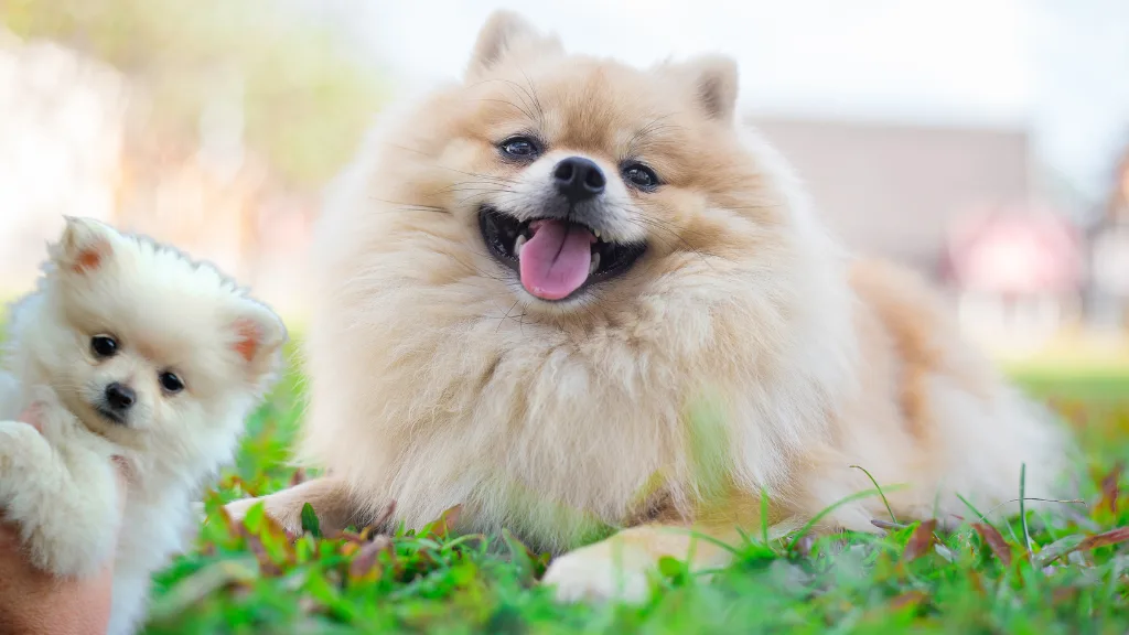 Pomeranians