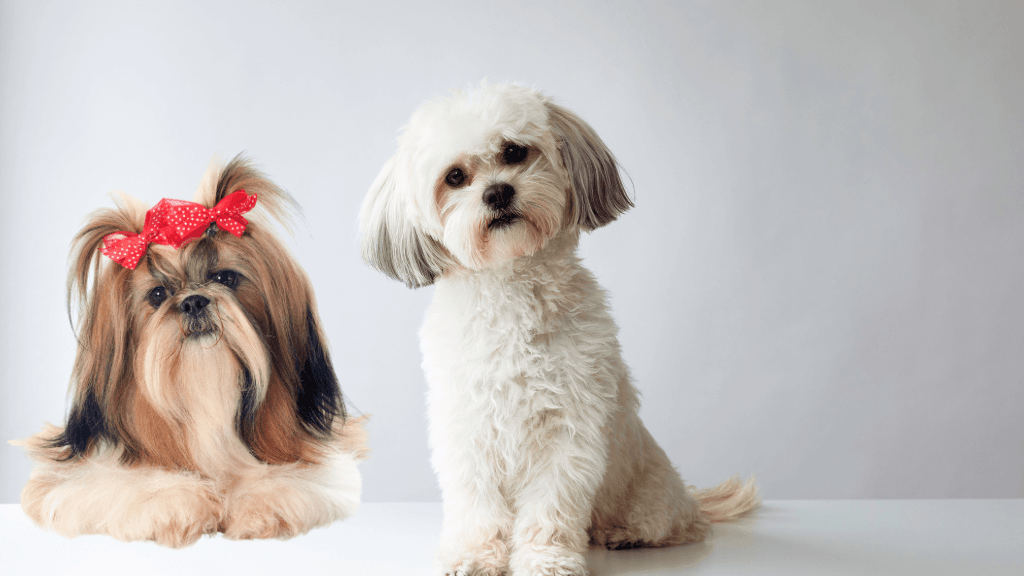 Shih Tzu