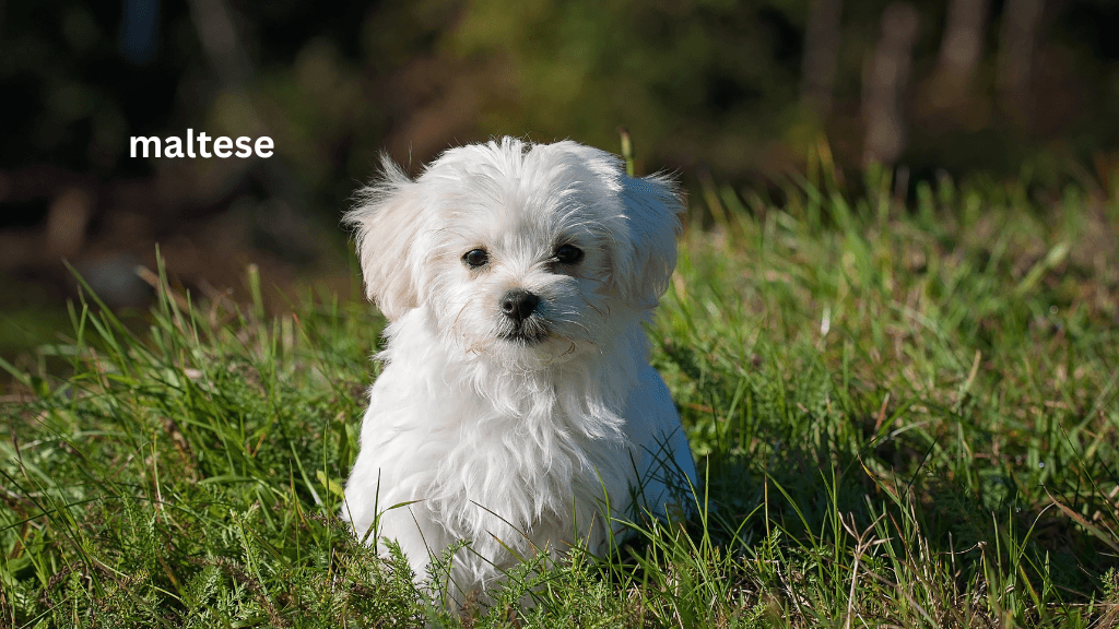 maltese