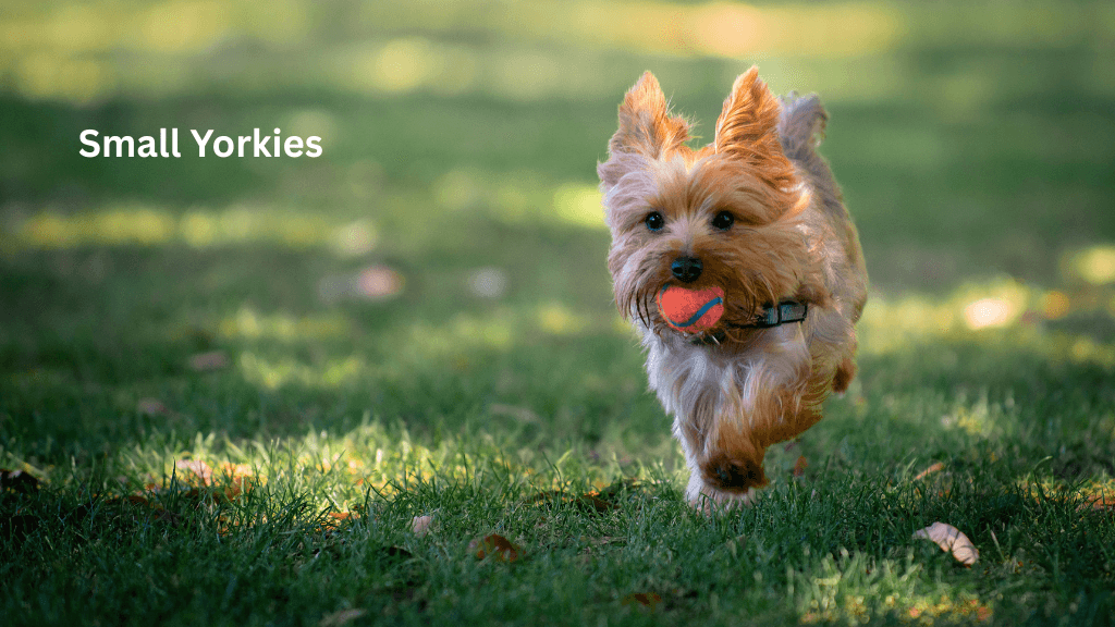 small yorkies