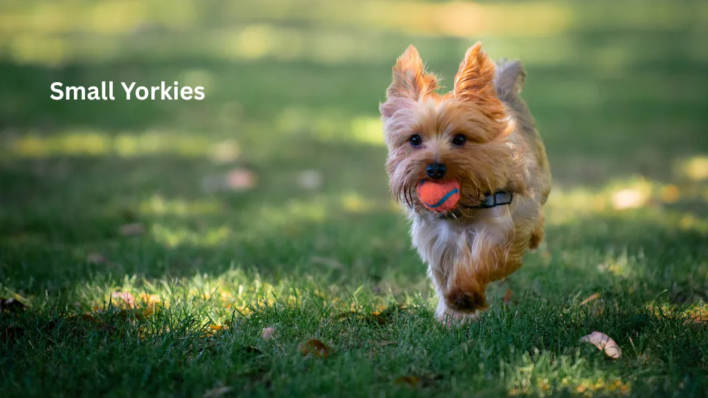 small yorkies