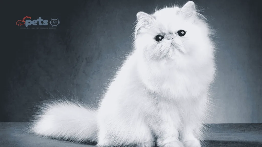 Persian Cat Price in India: What to Know Before You Own it