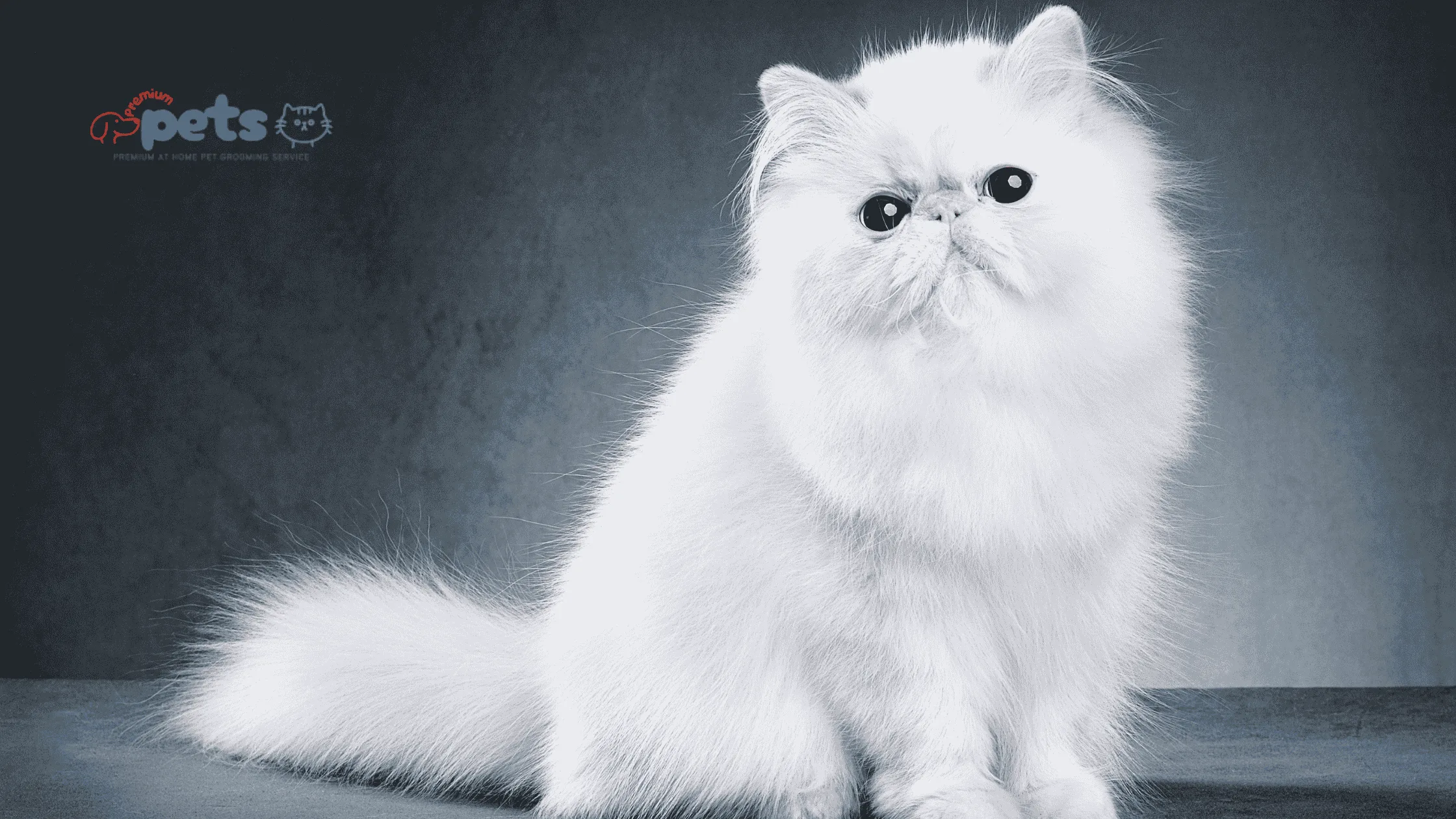 Persian Cat Price in India: What to Know Before You Own it