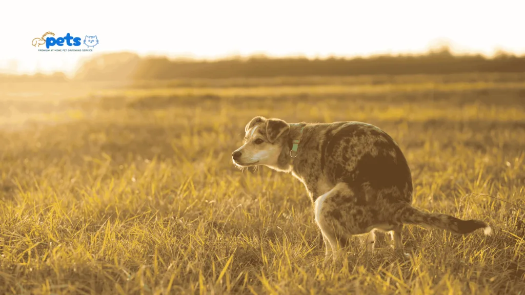 Why Is My Dog’s Poop Black What It Means and How to Help