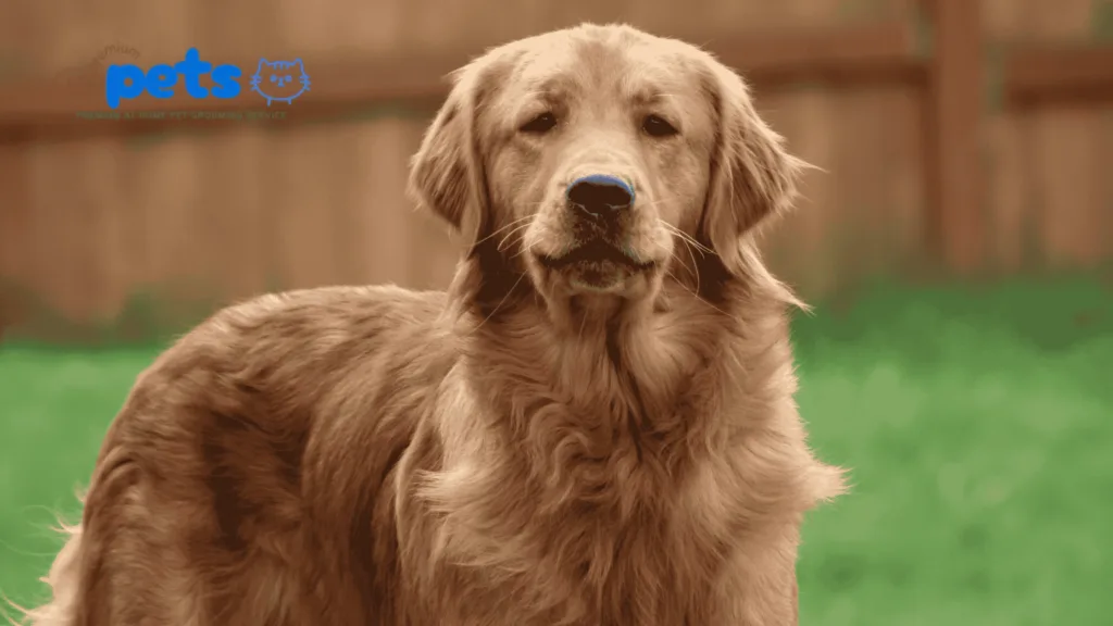 golden retriever price