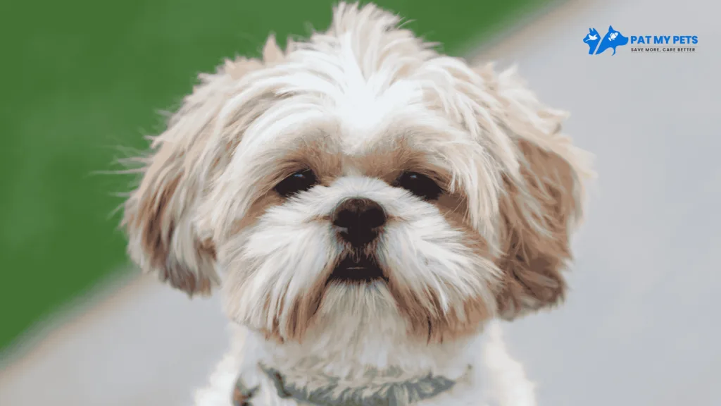 shih tzu breed