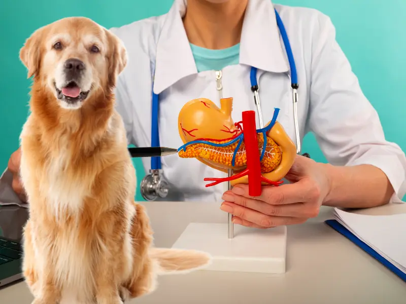 Why is My Dog Throwing Up Yellow Bile? 6 Common Reasons